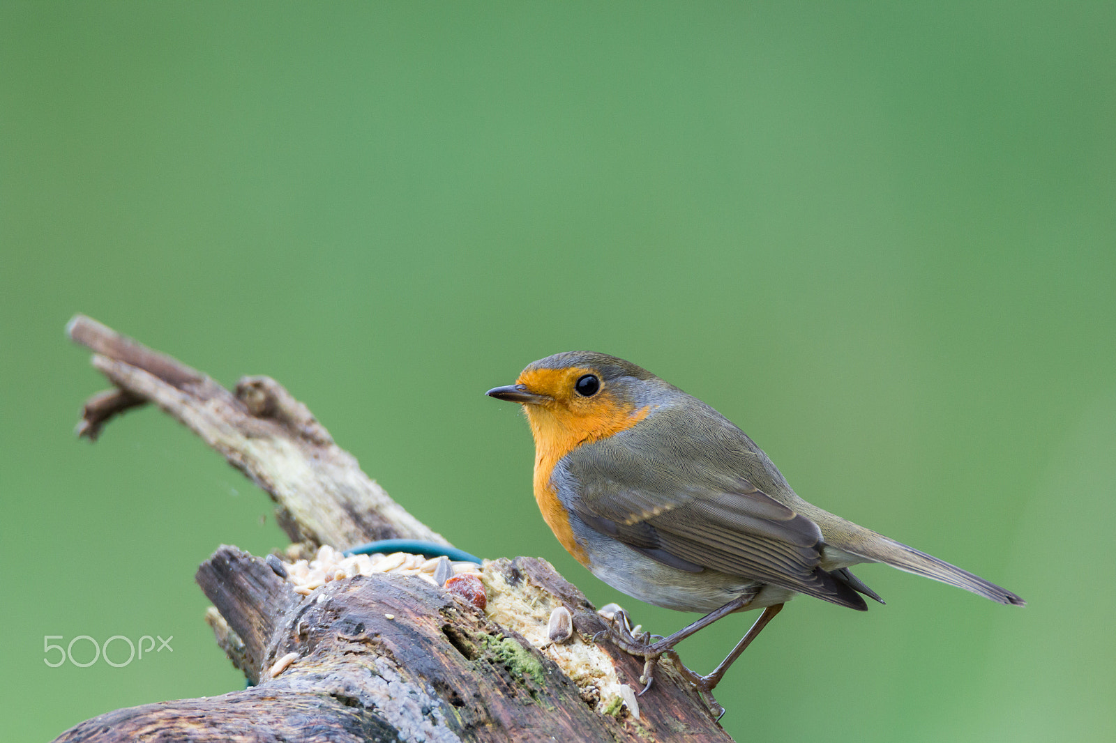 Tamron SP 150-600mm F5-6.3 Di VC USD sample photo. Robin redbreast photography