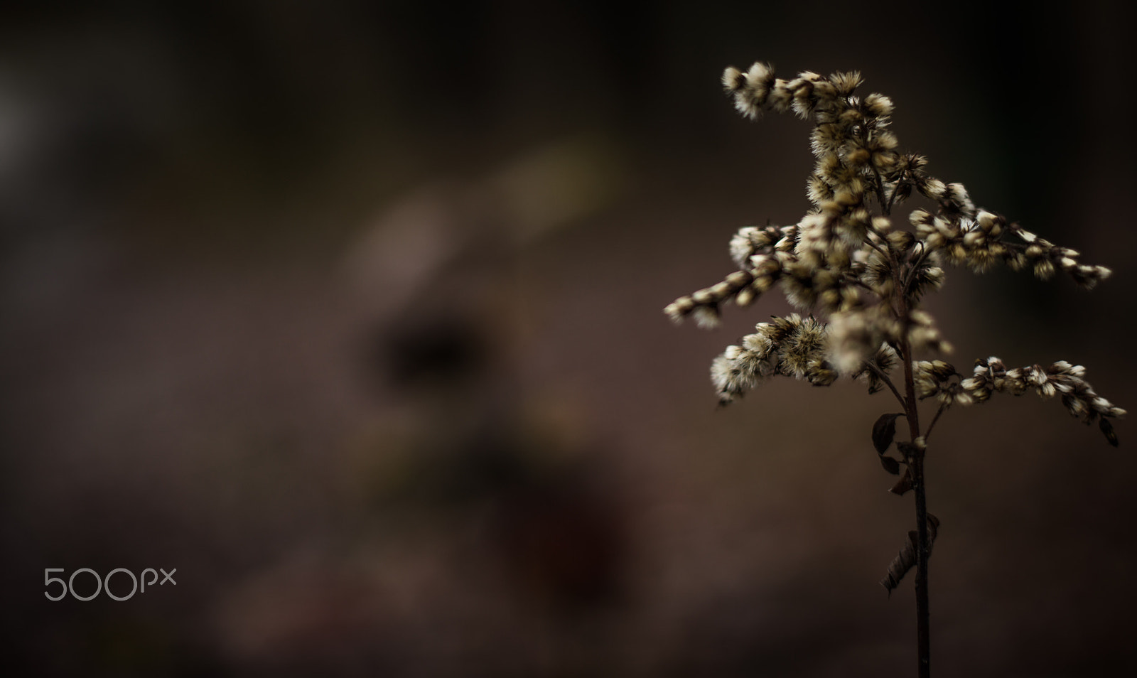 Canon EOS 5DS + Canon EF 50mm F1.4 USM sample photo. Flower photography
