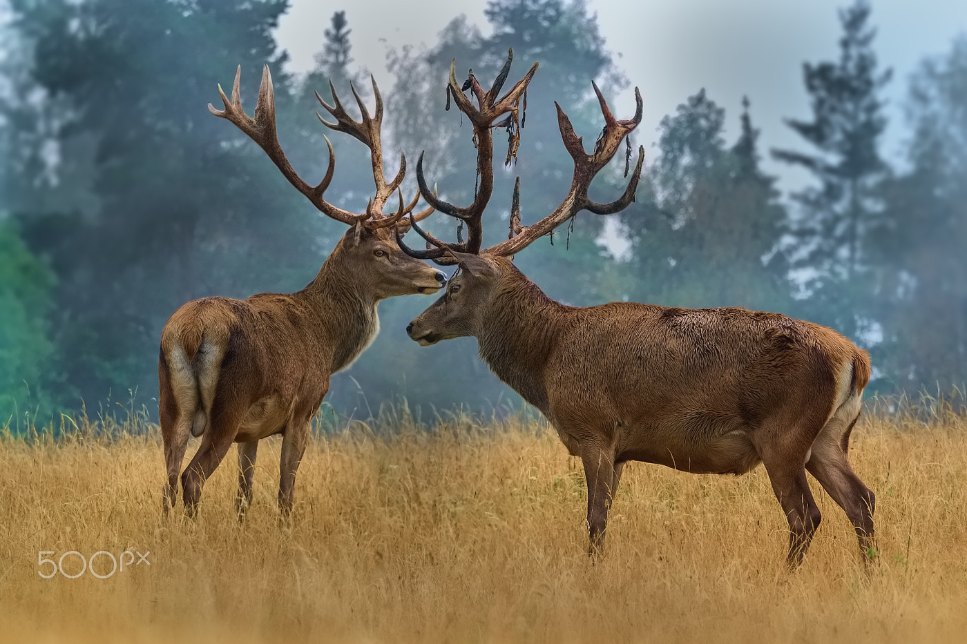 Olympus OM-D E-M1 + Olympus M.Zuiko Digital ED 40-150mm F2.8 Pro sample photo. Red deers ... photography
