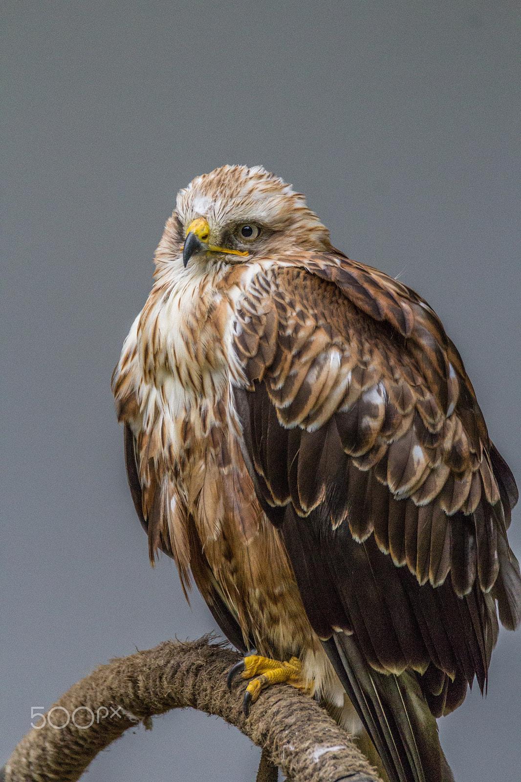 Tamron SP 150-600mm F5-6.3 Di VC USD sample photo. Steppe eagle photography