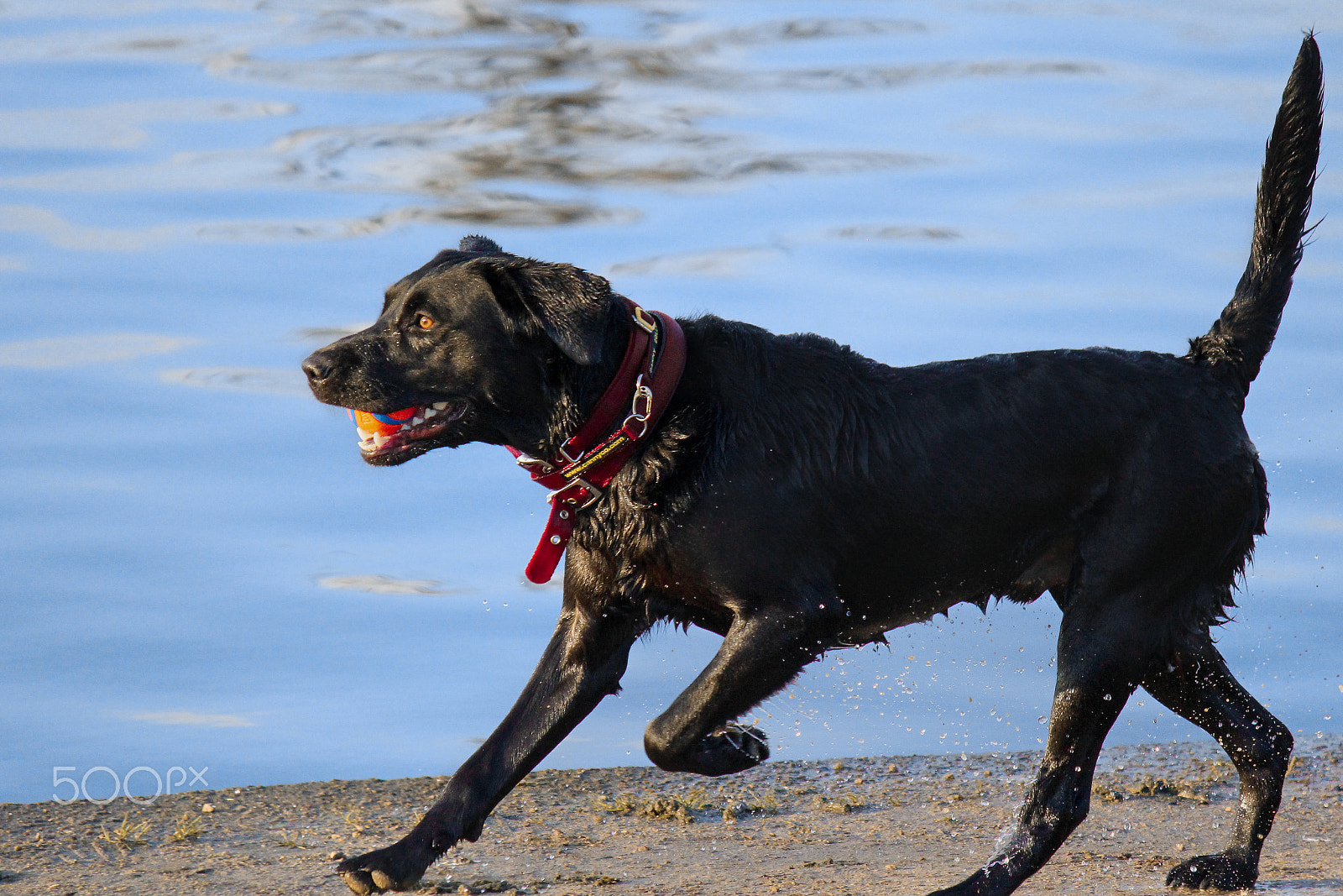 Canon EOS 650D (EOS Rebel T4i / EOS Kiss X6i) sample photo. Yellow eyes photography