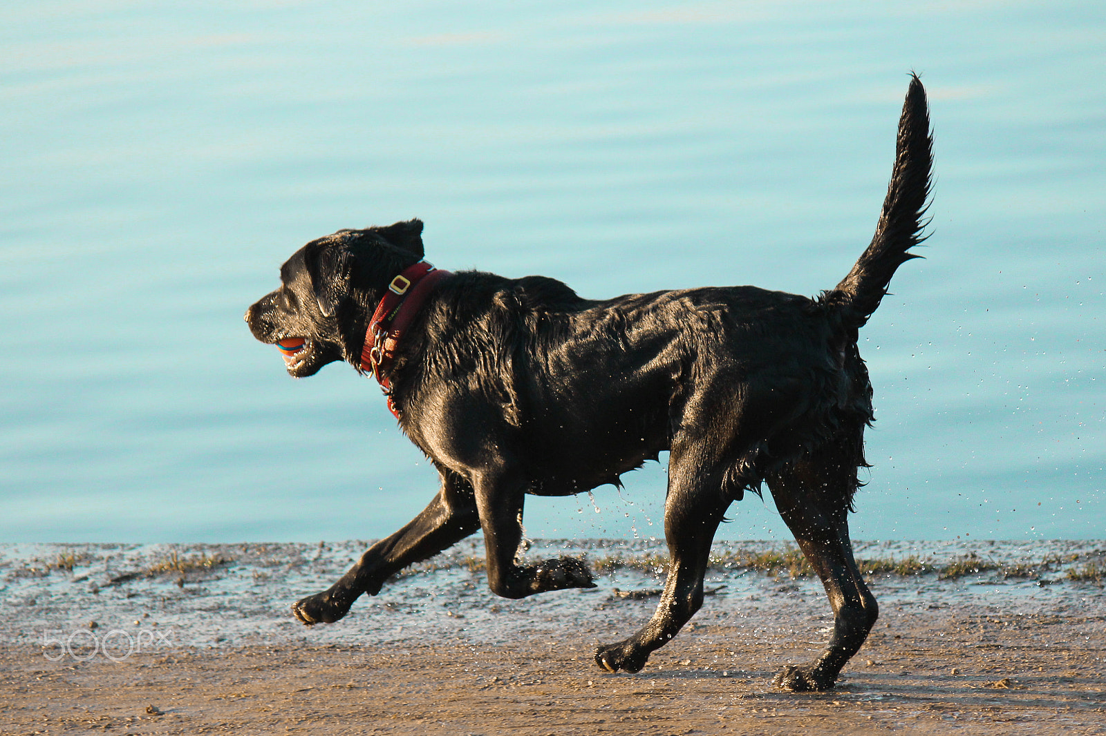 Canon EOS 650D (EOS Rebel T4i / EOS Kiss X6i) sample photo. Splashing around photography