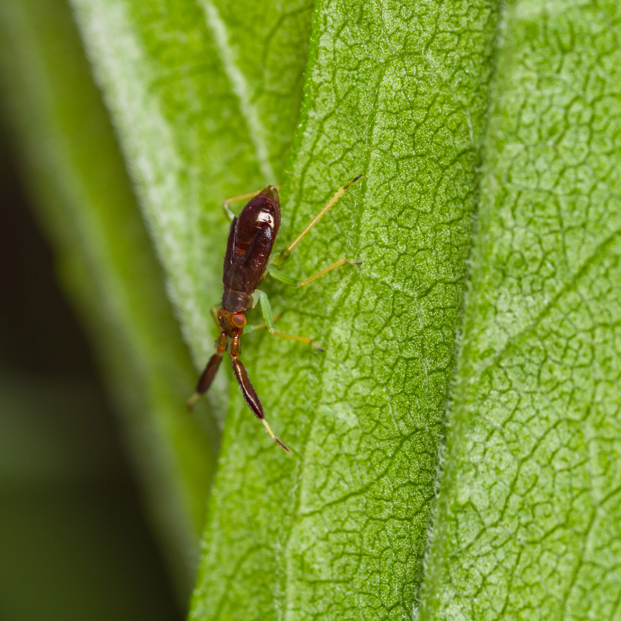 Canon EOS 7D sample photo. Heterotoma planicornis photography