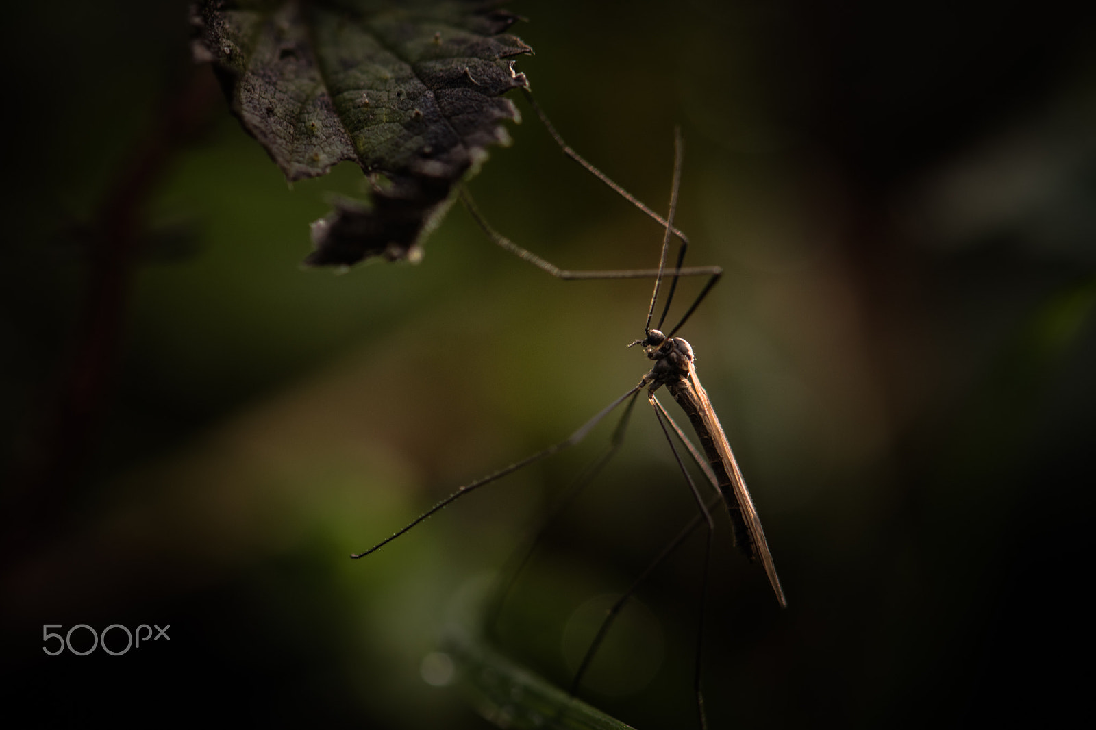 Nikon D5500 sample photo. Insect photography