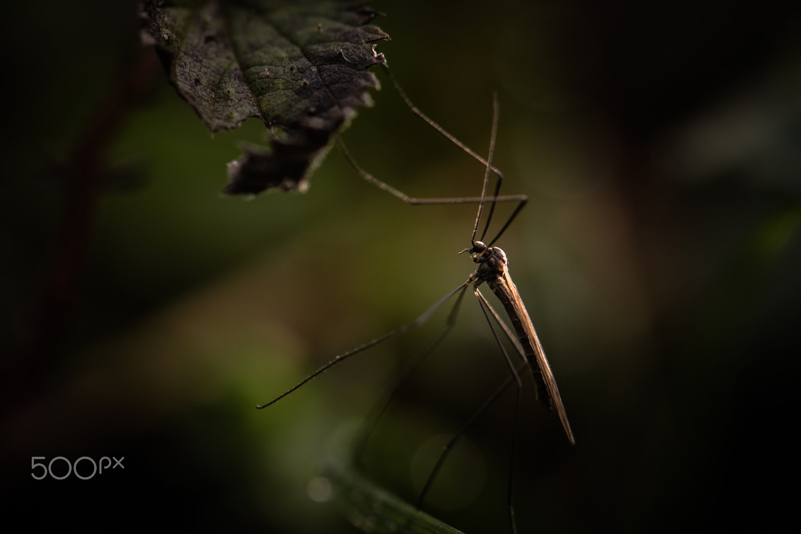 Nikon AF-S Micro-Nikkor 105mm F2.8G IF-ED VR sample photo. Insect photography