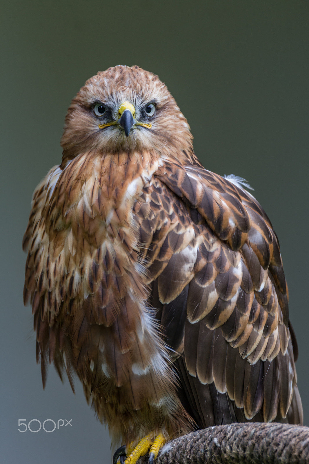 Tamron SP 150-600mm F5-6.3 Di VC USD sample photo. Steppe eagle photography
