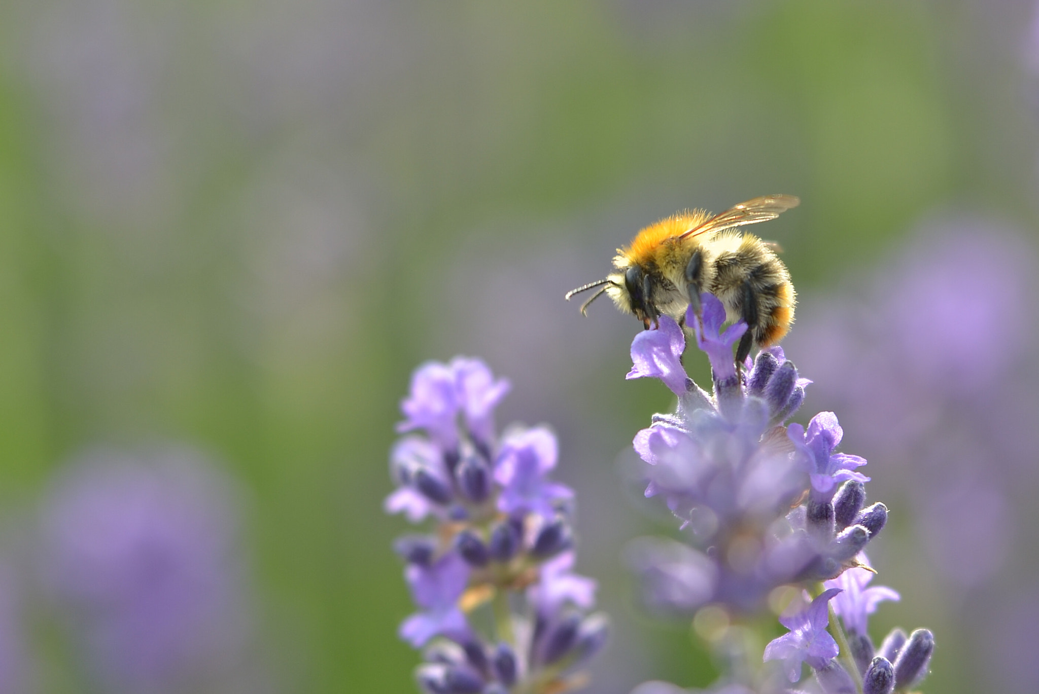 Sigma 50-150mm F2.8 EX APO DC OS HSM sample photo. @ work photography