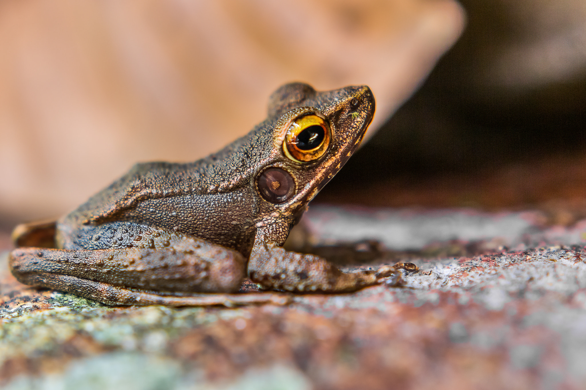 Canon EOS 60D + Sigma 18-35mm f/1.8 DC HSM sample photo. "brown frog" photography