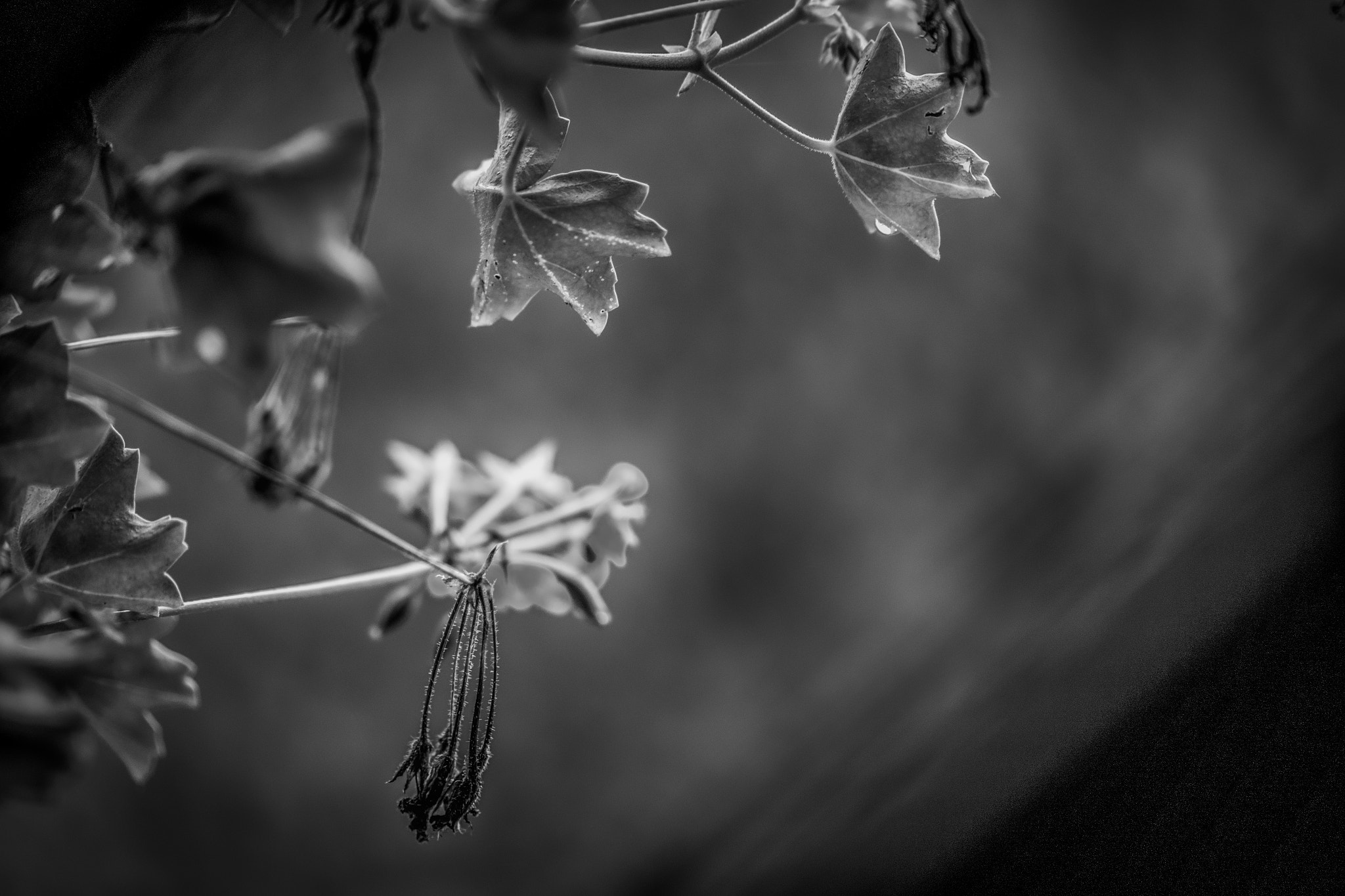 Panasonic Leica DG Nocticron 42.5mm F1.2 ASPH OIS sample photo. Autumn photography