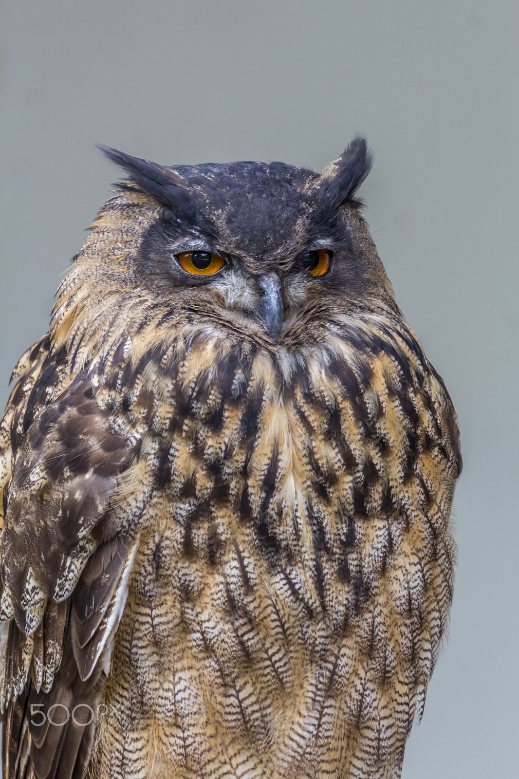 Tamron SP 150-600mm F5-6.3 Di VC USD sample photo. Eagle owl photography