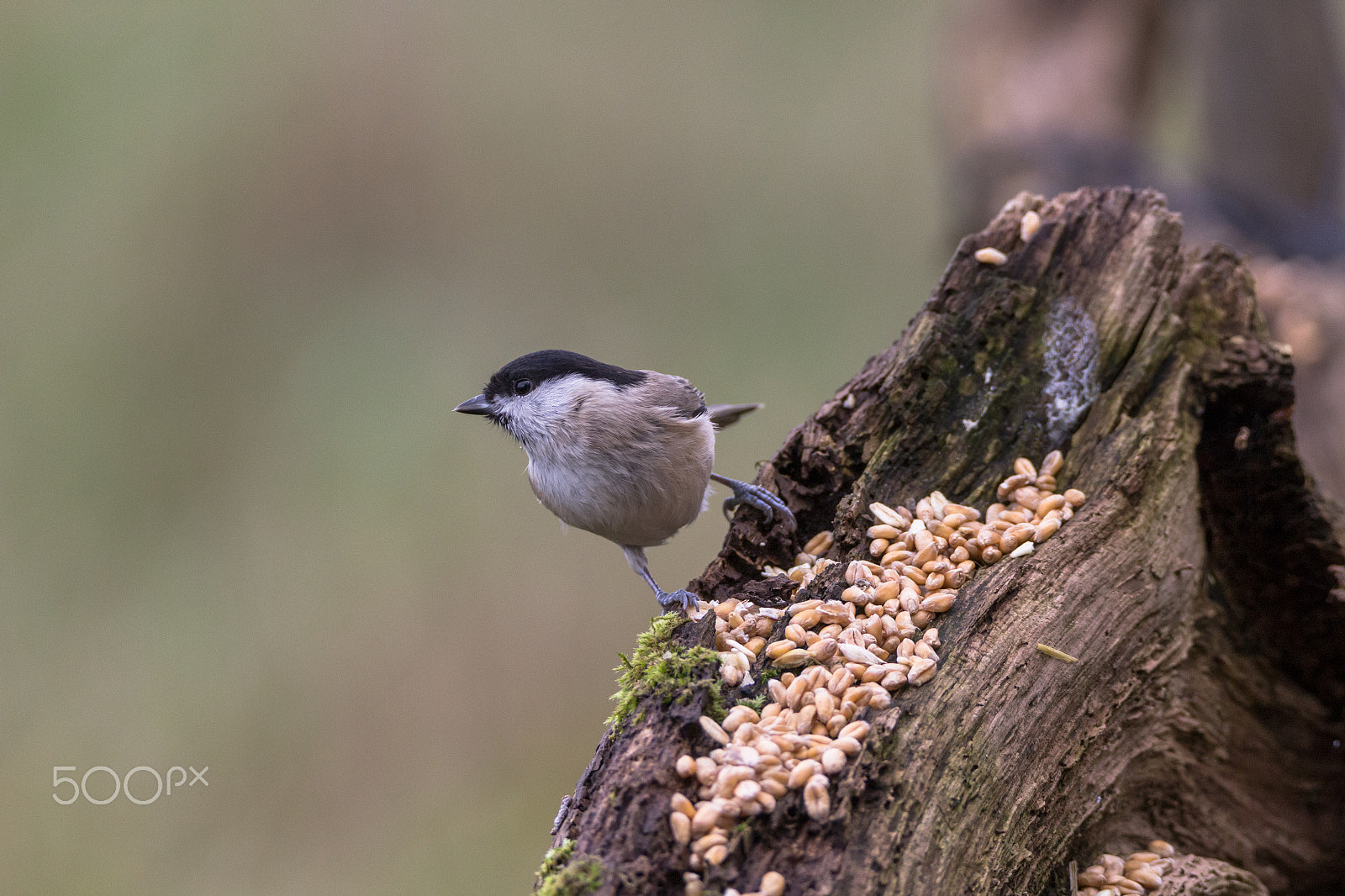 Tamron SP 150-600mm F5-6.3 Di VC USD sample photo. Willow tit photography