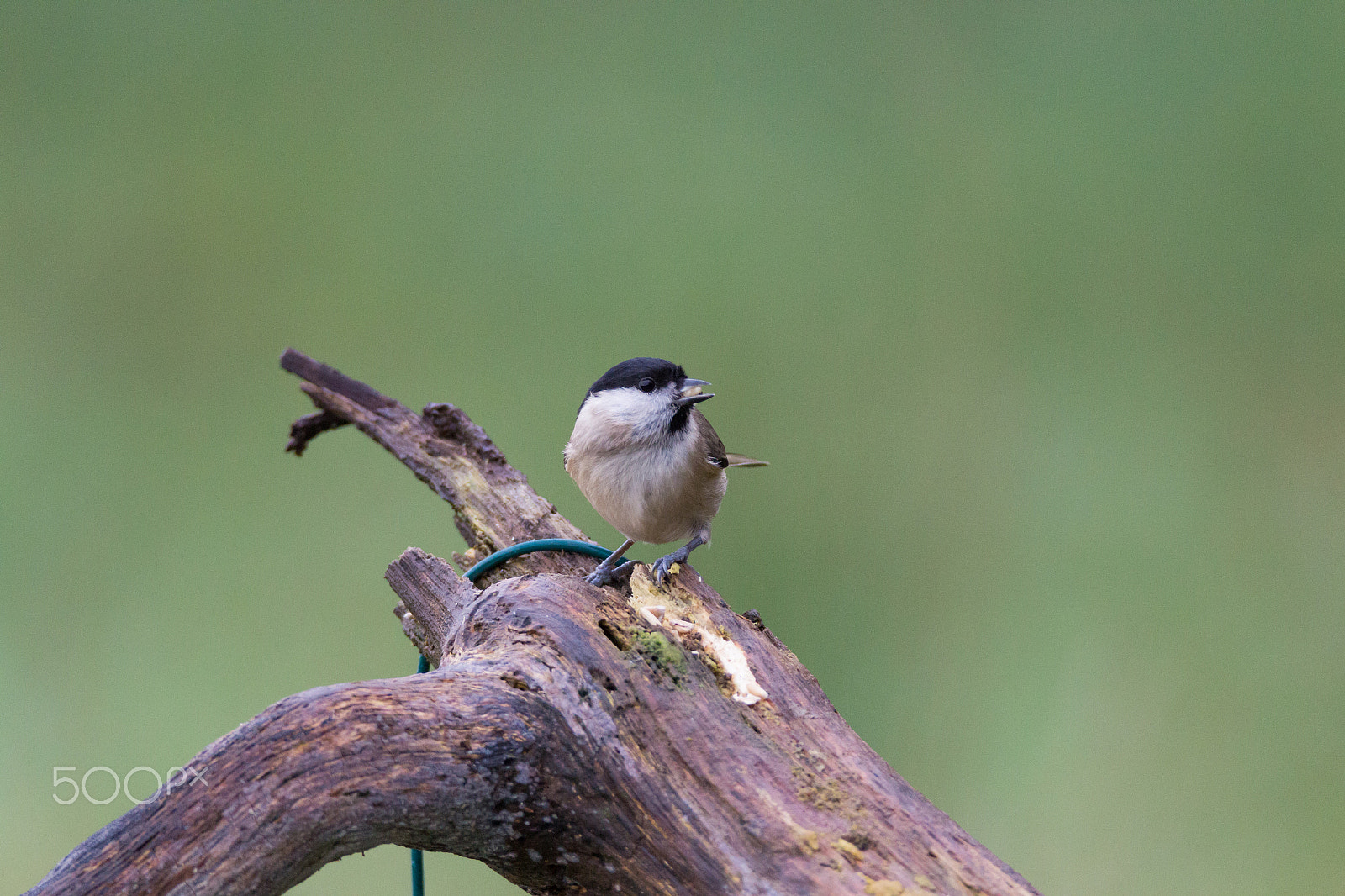 Tamron SP 150-600mm F5-6.3 Di VC USD sample photo. Willow tit photography