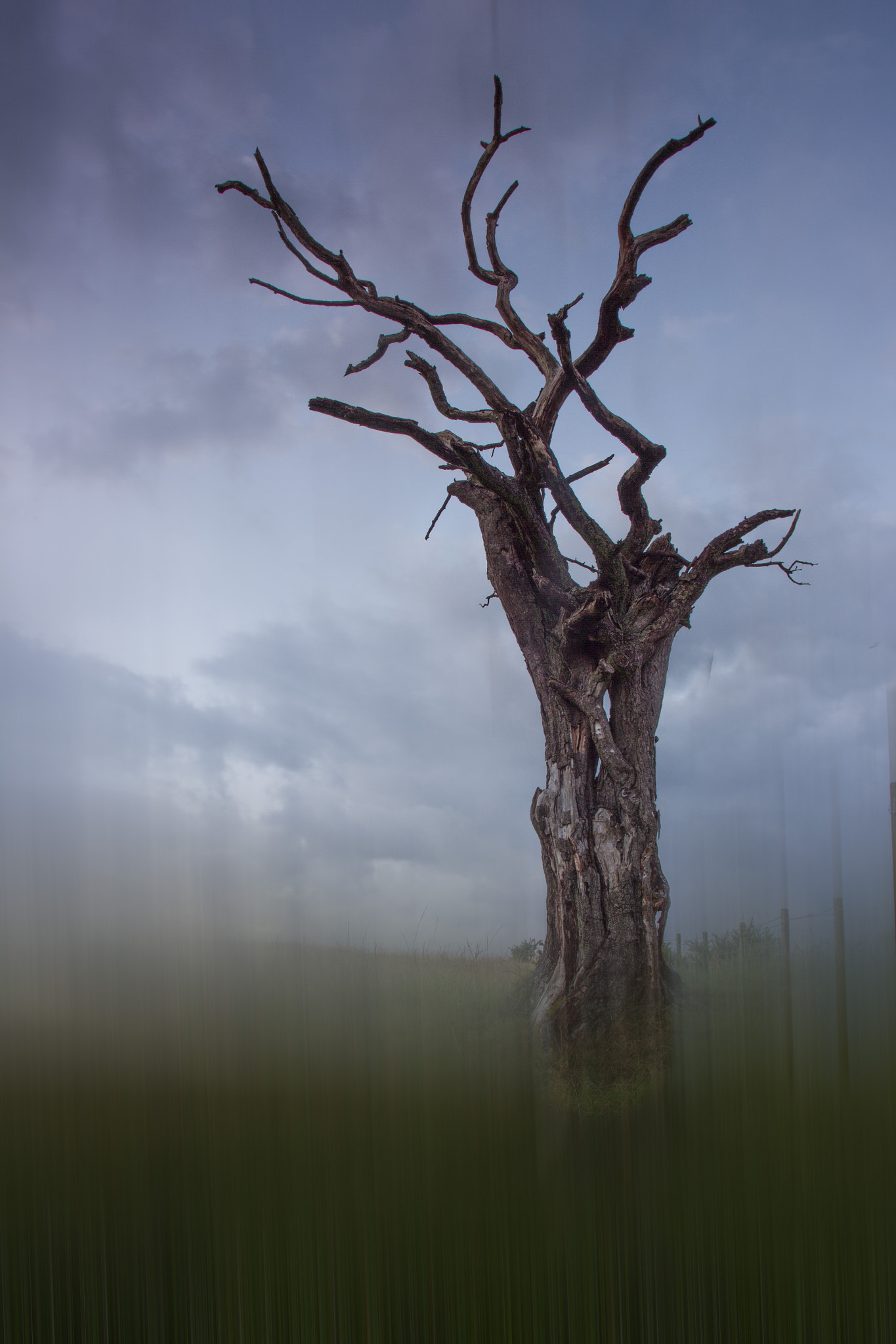 Tamron AF 19-35mm f/3.5-4.5 sample photo. Just a tree photography