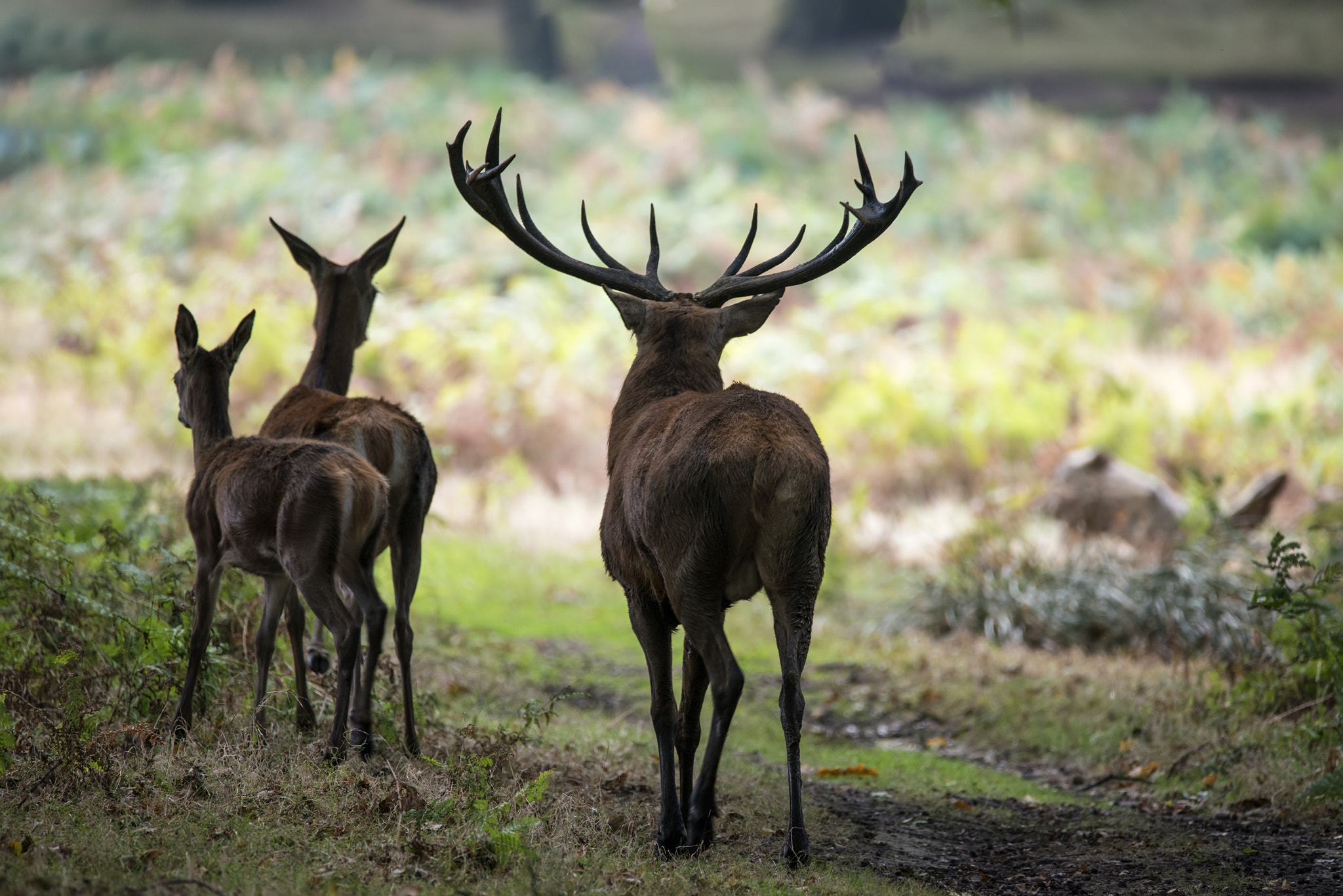 Sigma 150-600mm F5-6.3 DG OS HSM | C sample photo. Beautiful family group herd of red deer stag cervus elaphus duri photography