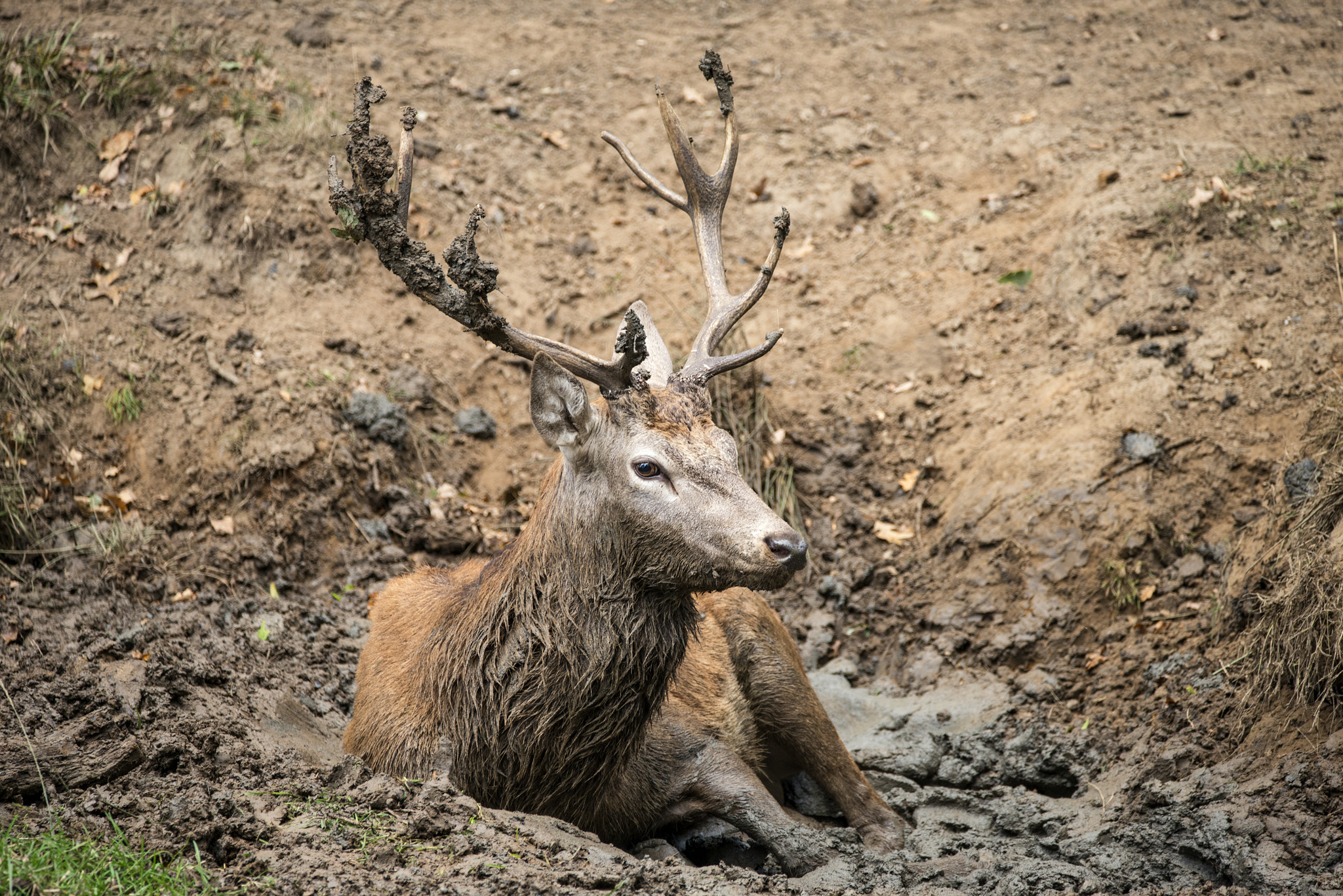 Nikon D800 sample photo. Red deer stag cervus elaphus takes a mudbath to cool down on aut photography