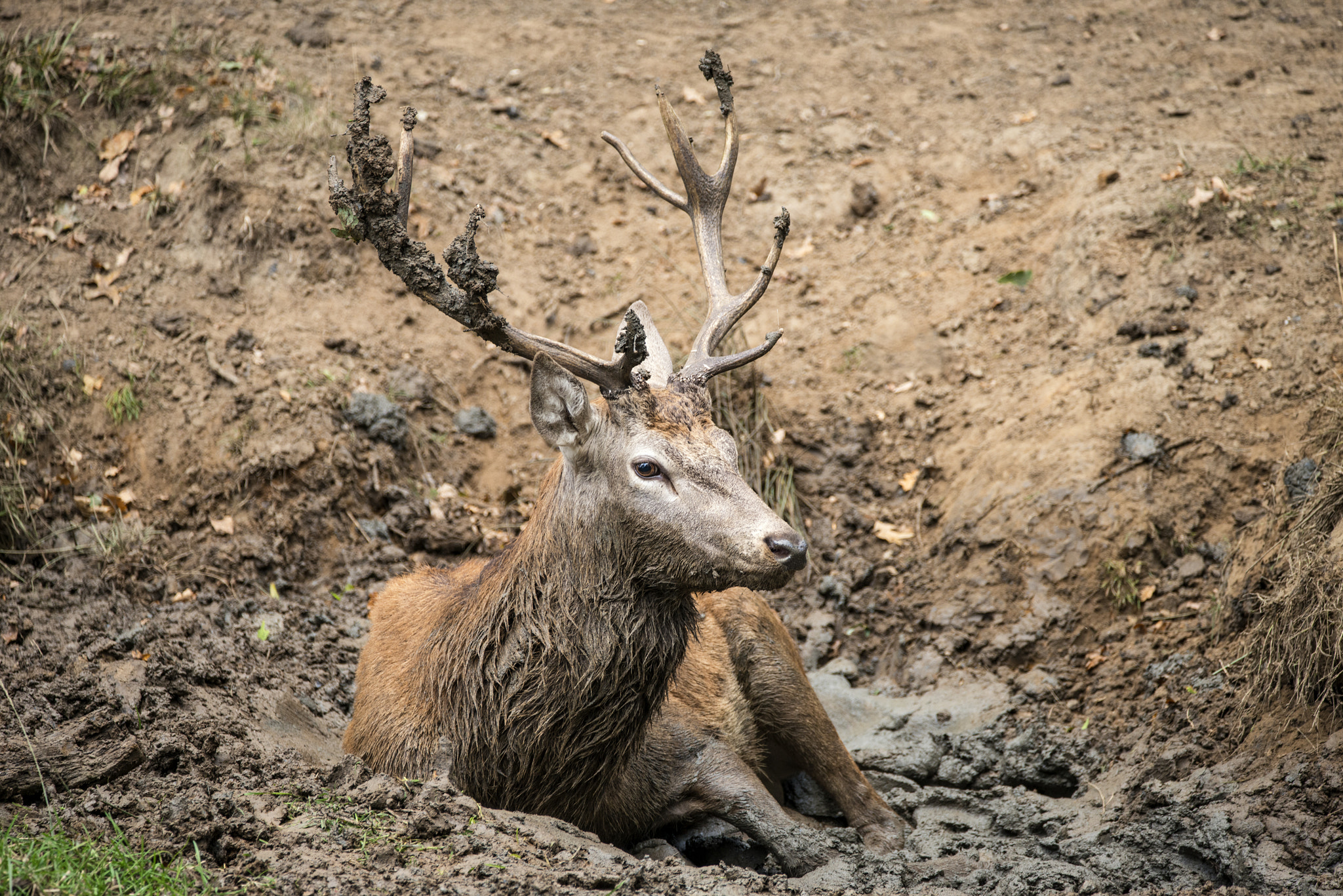 Sigma 150-600mm F5-6.3 DG OS HSM | C sample photo. Red deer stag cervus elaphus takes a mudbath to cool down on aut photography