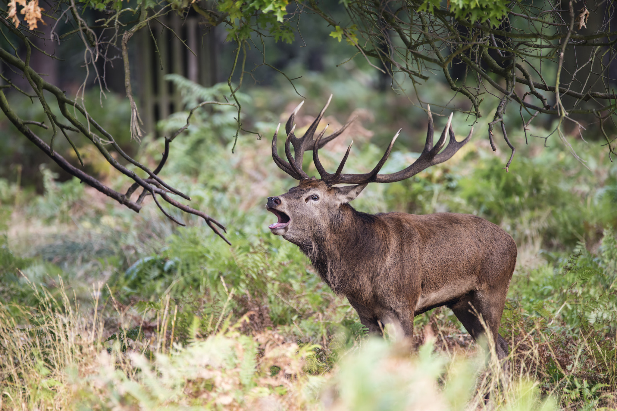 Sigma 150-600mm F5-6.3 DG OS HSM | C sample photo. Majestic powerful red deer stag cervus elaphus in forest landsca photography