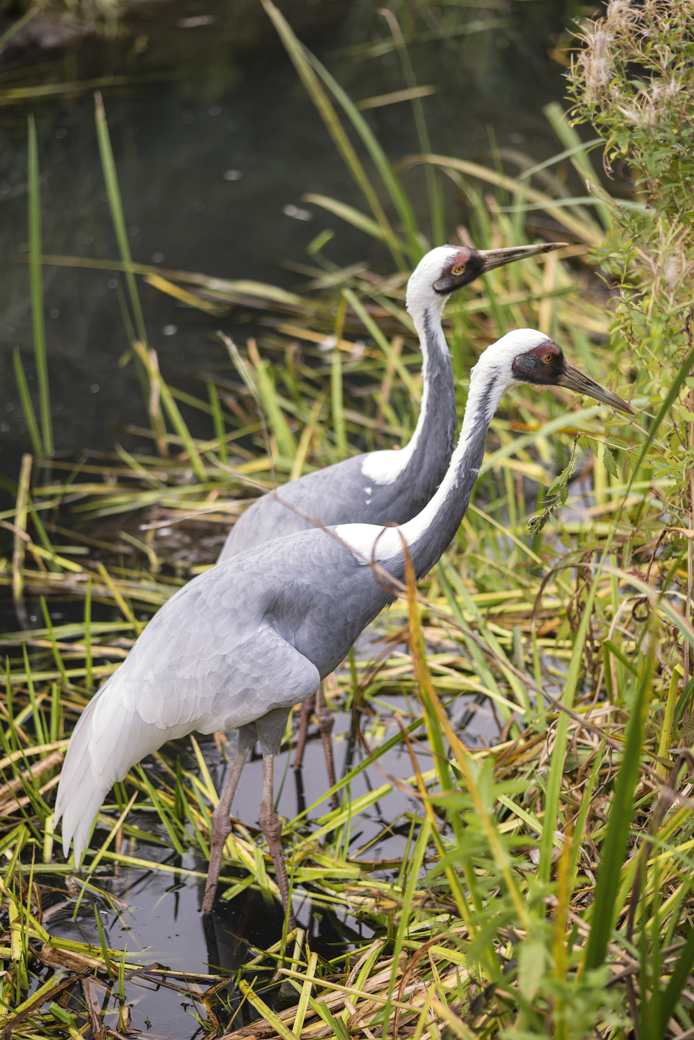 Nikon D800 + Sigma 105mm F2.8 EX DG Macro sample photo. Natural portrait of white-naped crane bird from china photography