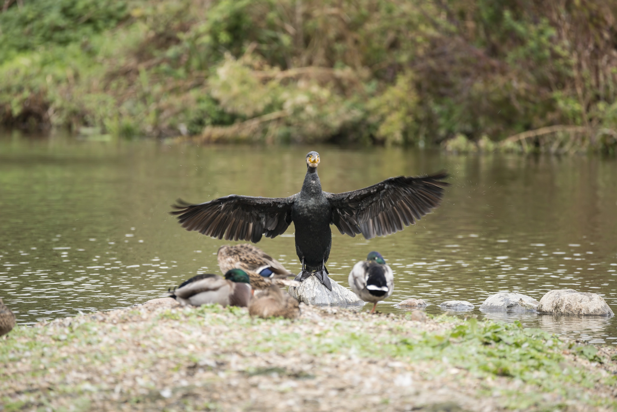 Sigma 150-600mm F5-6.3 DG OS HSM | C sample photo. Beautiful image of cormorant phalacrocoracidae spreading wings i photography