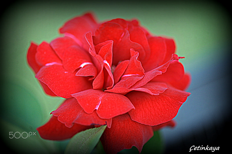 Nikon D3 sample photo. Red flower photography