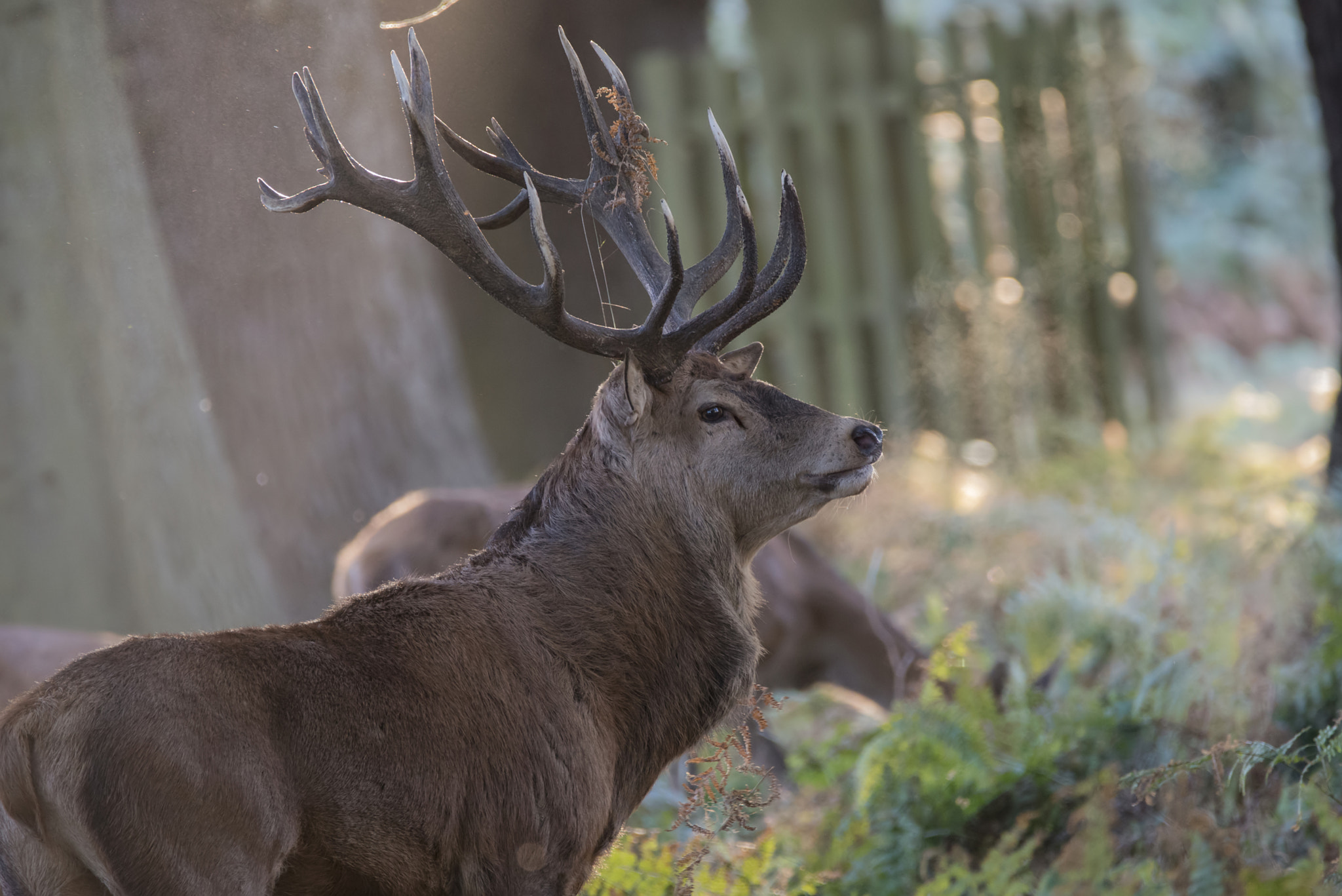 Sigma 150-600mm F5-6.3 DG OS HSM | C sample photo. Majestic powerful red deer stag cervus elaphus in forest landsca photography