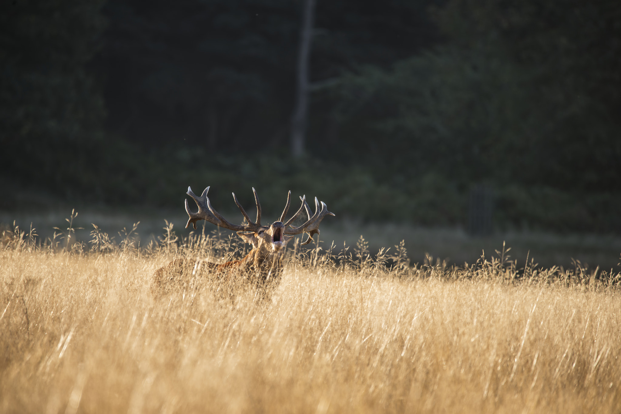 Nikon D800 sample photo. Majestic red deer stag cervus elaphus bellowing in open grasss f photography