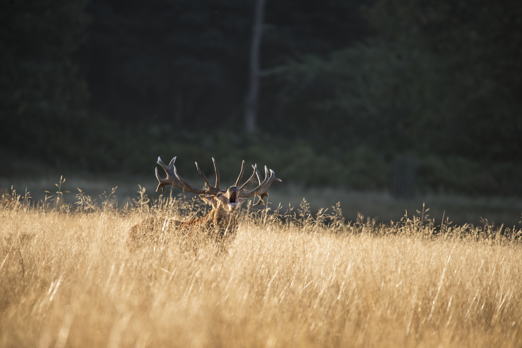 Sigma 150-600mm F5-6.3 DG OS HSM | C sample photo. Majestic red deer stag cervus elaphus bellowing in open grasss f photography