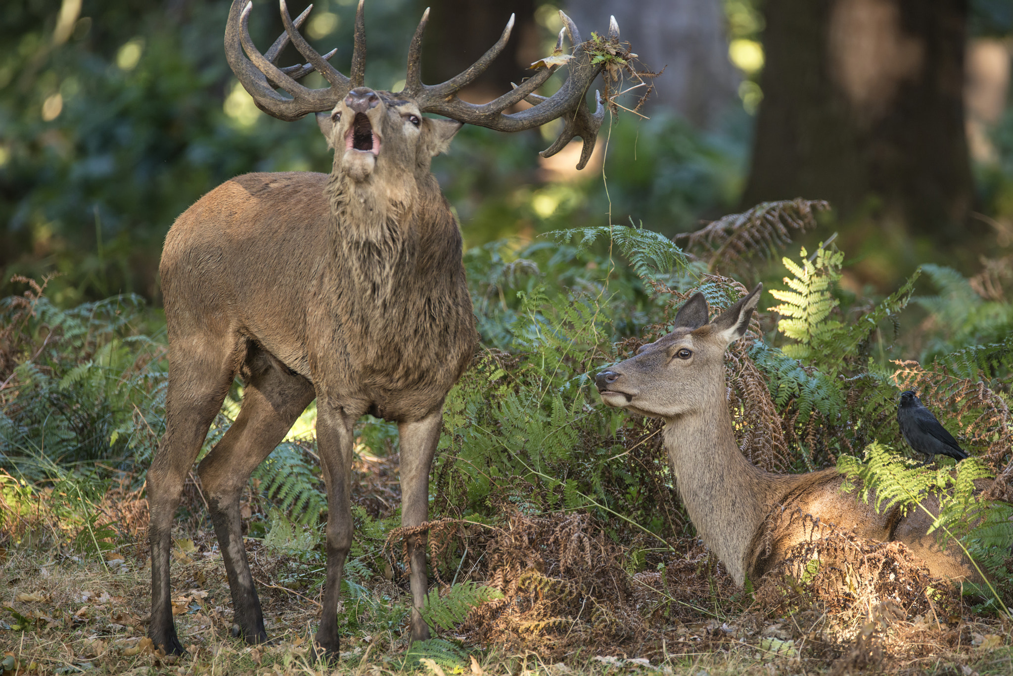 Nikon D800 sample photo. Beautiful intimate tender moment between red deer stag and hind photography