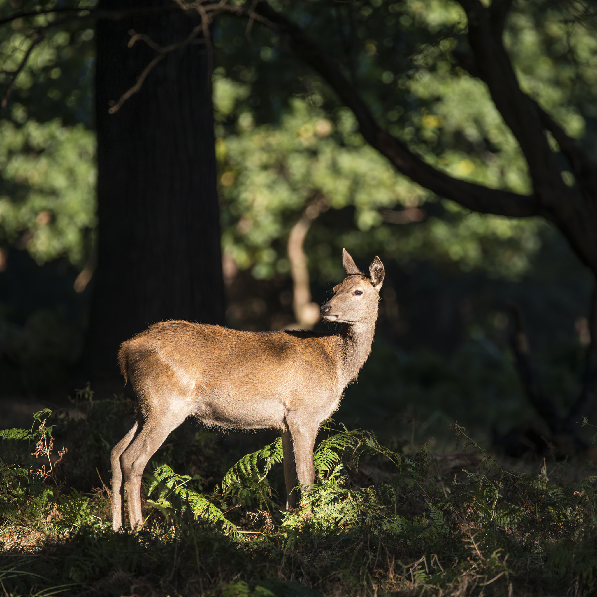 Nikon D800 sample photo. Stunning hind doe red deer cervus elaphus in dappled sunlight fo photography