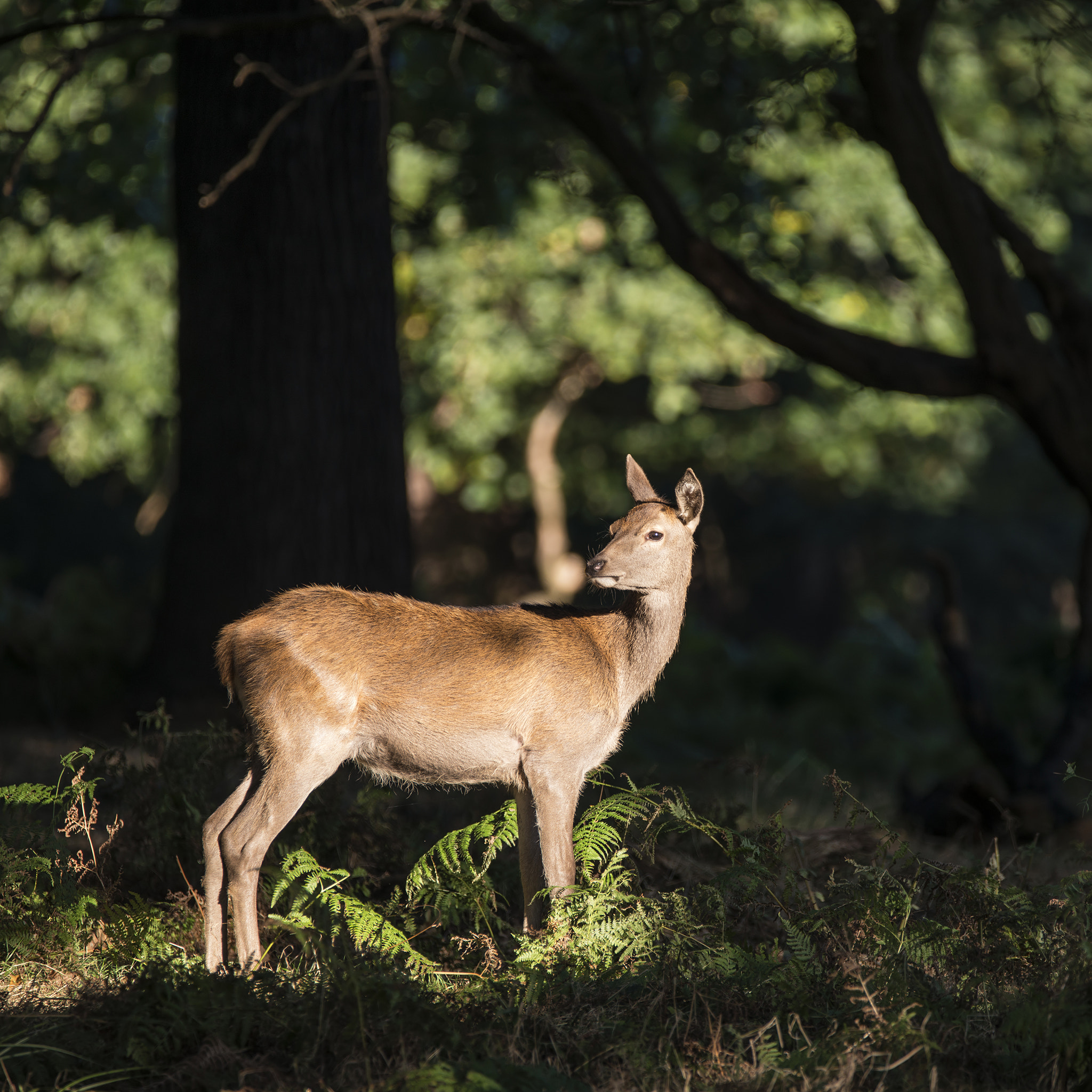 Sigma 150-600mm F5-6.3 DG OS HSM | C sample photo. Stunning hind doe red deer cervus elaphus in dappled sunlight fo photography