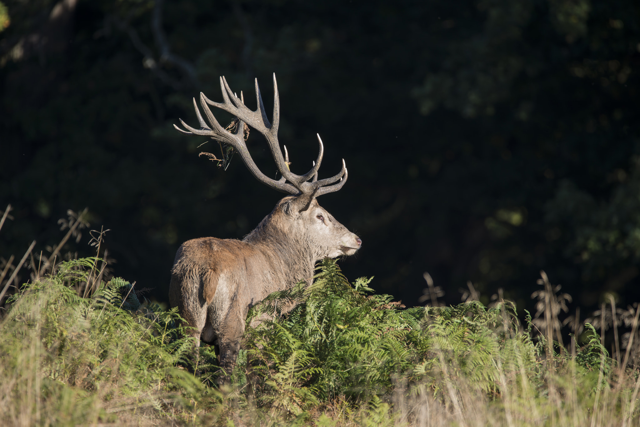 Sigma 150-600mm F5-6.3 DG OS HSM | C sample photo. Majestic powerful red deer stag cervus elaphus in forest landsca photography
