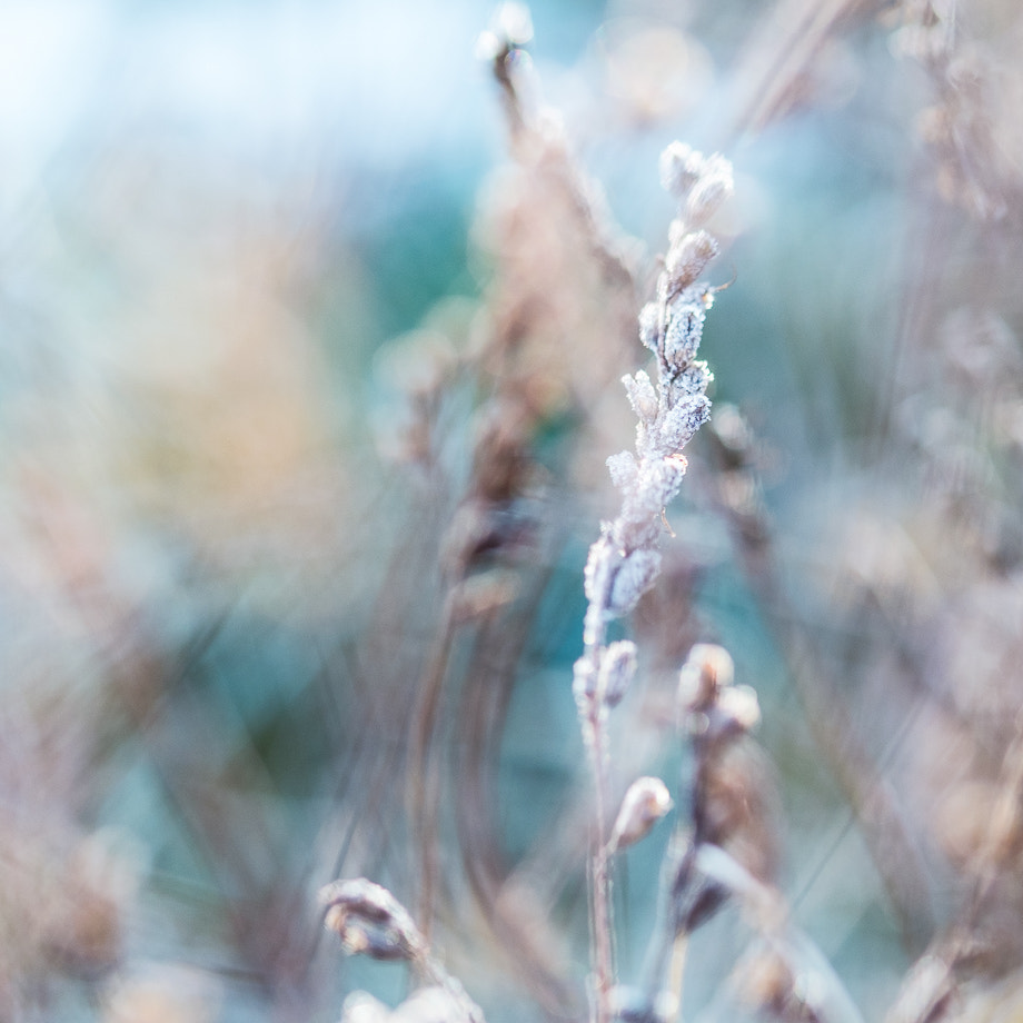 Fujifilm X-Pro1 + Fujifilm XF 60mm F2.4 R Macro sample photo. Dreams photography