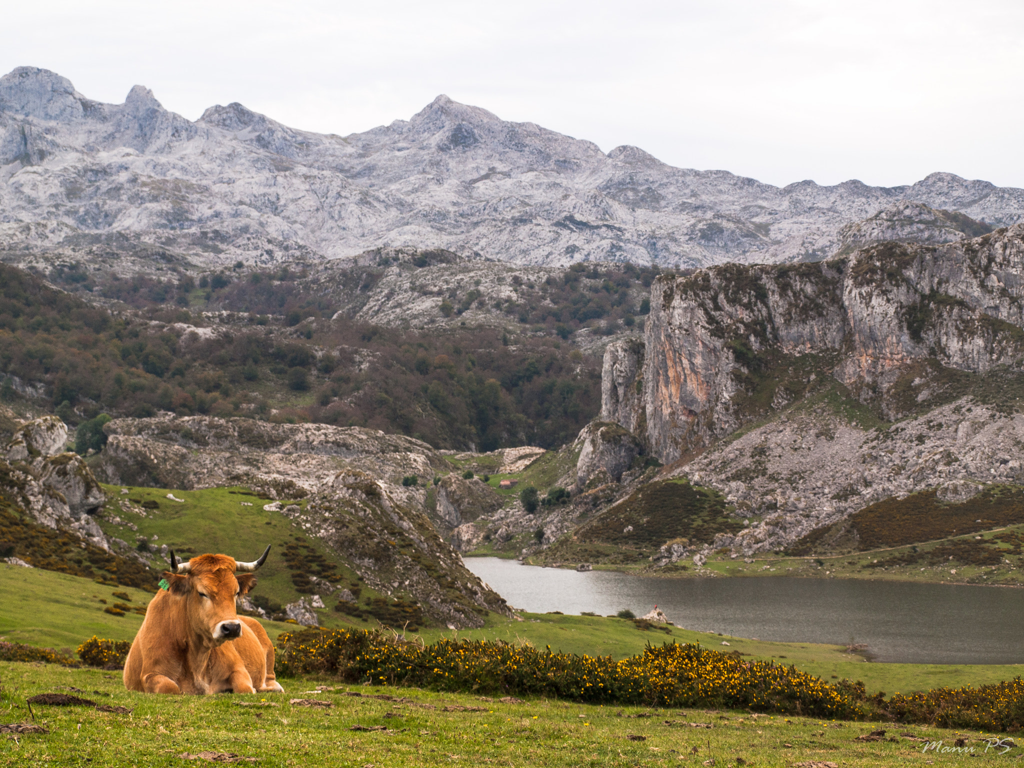 Olympus E-520 (EVOLT E-520) + OLYMPUS 14-42mm Lens sample photo. Cown - lagos de covadonga photography
