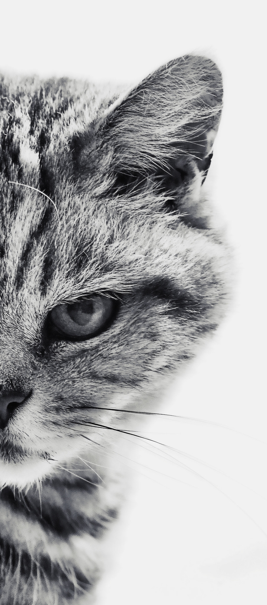 Olympus PEN-F sample photo. Cat photography