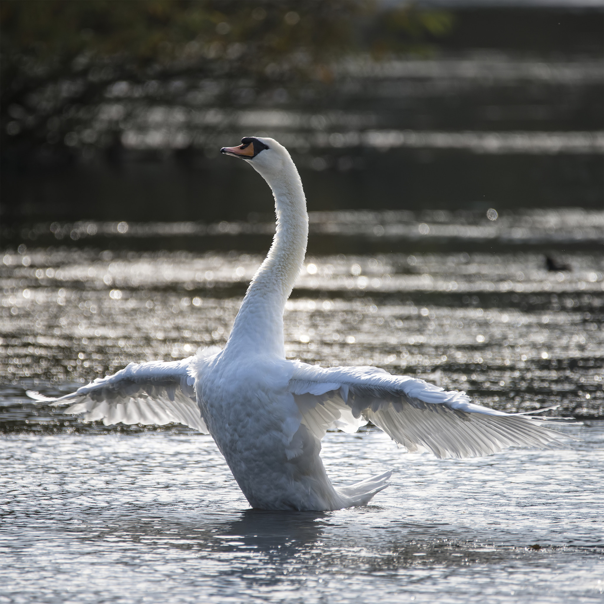 Nikon D800 sample photo. Graceful beautiful mute swan cygnus olor stretches it's wings on photography