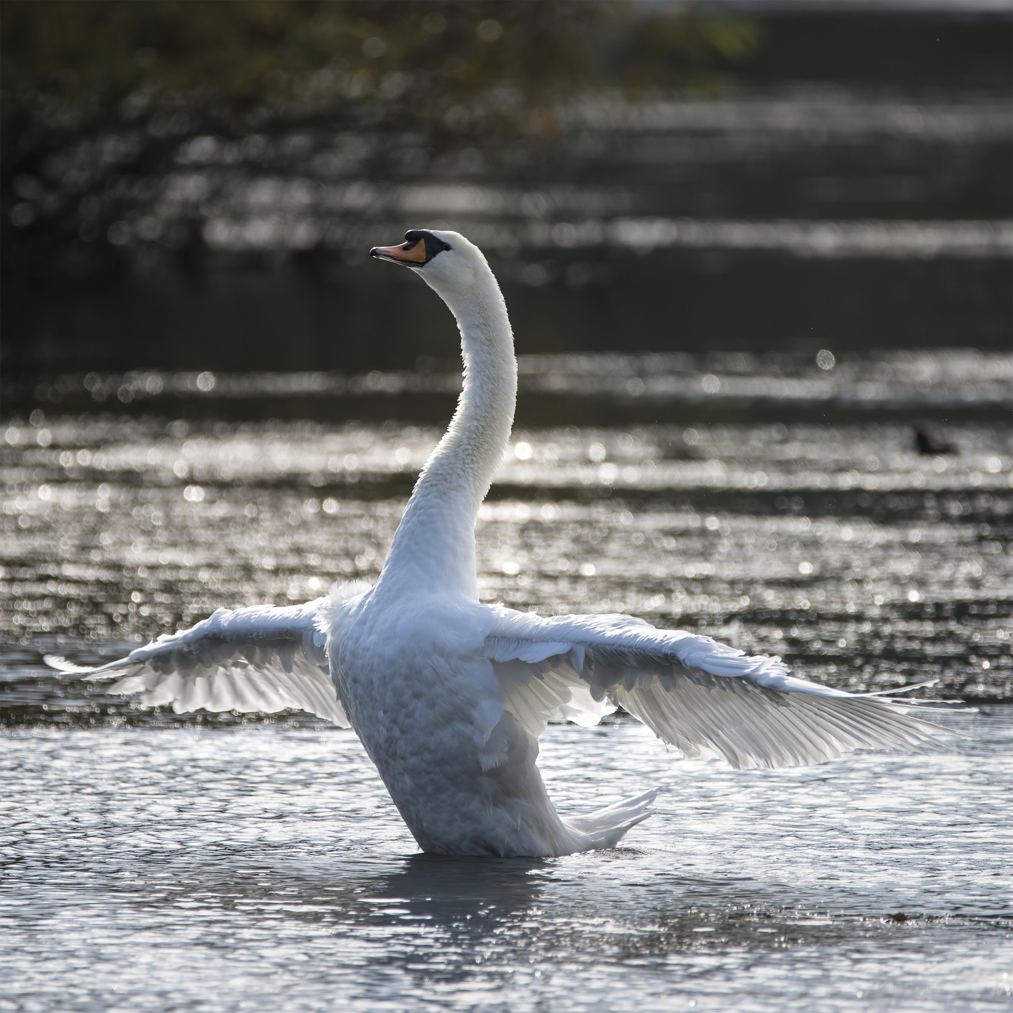 Sigma 150-600mm F5-6.3 DG OS HSM | C sample photo. Graceful beautiful mute swan cygnus olor stretches it's wings on photography