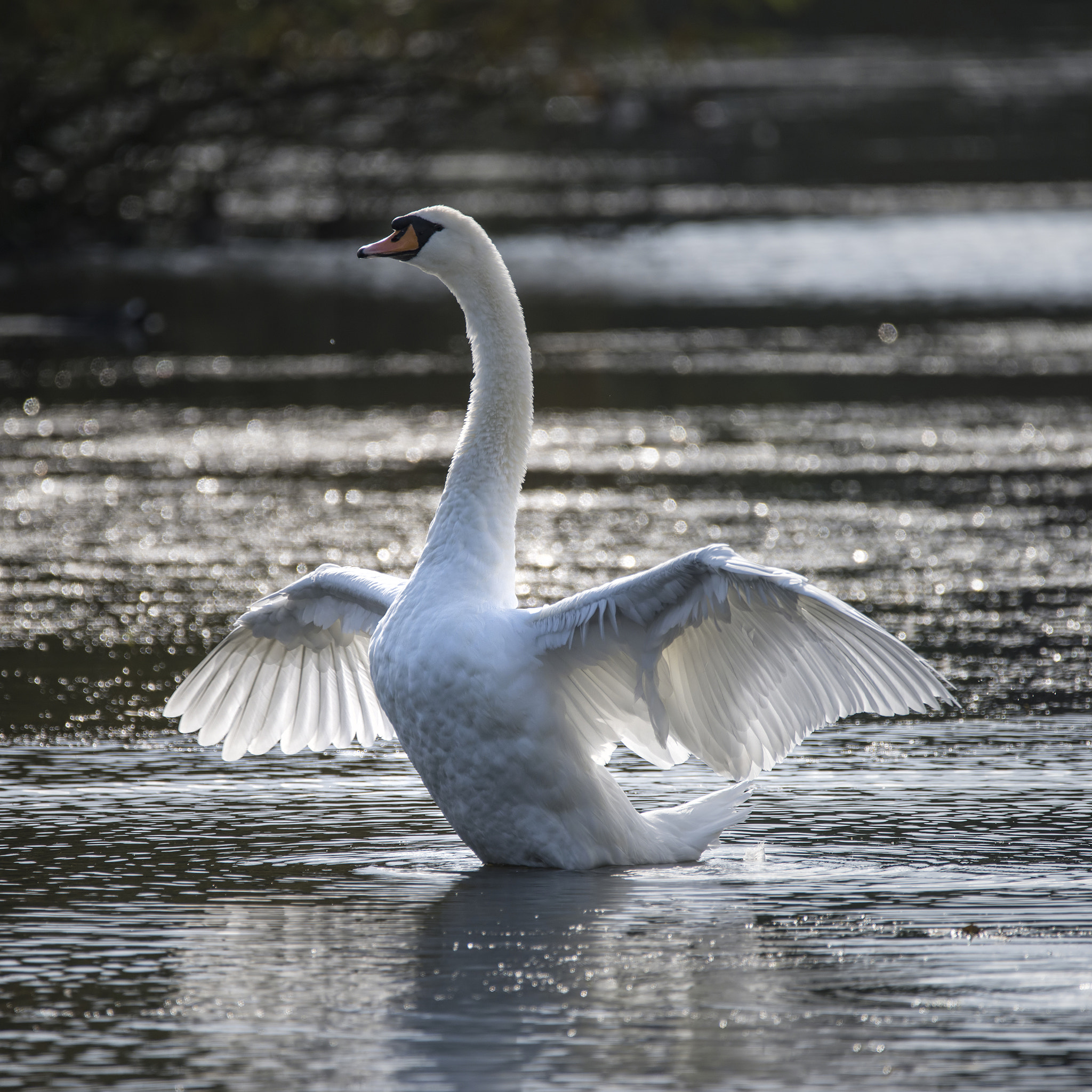 Sigma 150-600mm F5-6.3 DG OS HSM | C sample photo. Graceful beautiful mute swan cygnus olor stretches it's wings on photography