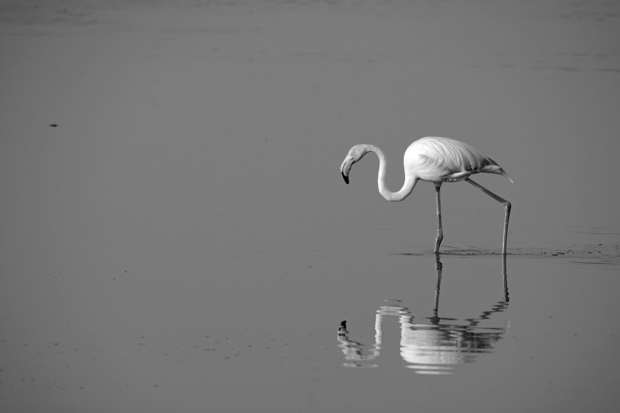 Nikon D7100 + Sigma 50-500mm F4.5-6.3 DG OS HSM sample photo. Flamingo in doñana photography
