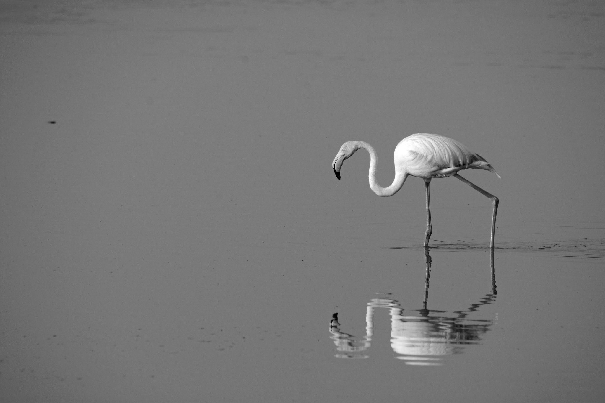 Sigma 50-500mm F4.5-6.3 DG OS HSM sample photo. Flamingo in doñana photography
