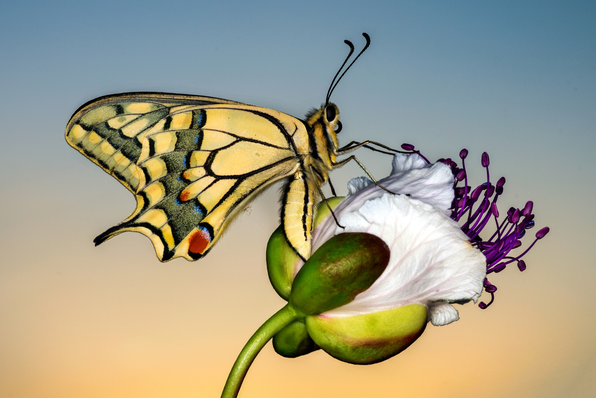 Nikon D800E + Nikon AF Micro-Nikkor 60mm F2.8D sample photo. Butterfly photography