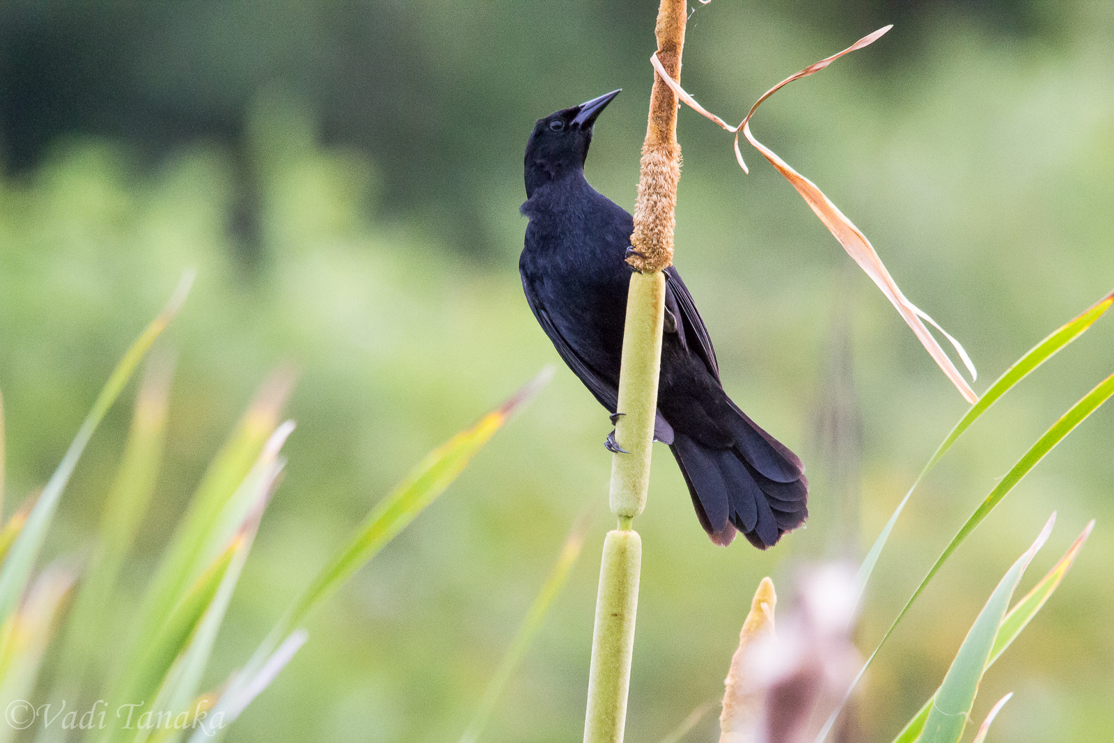 Sigma 150-500mm F5-6.3 DG OS HSM sample photo. Unicolored blackbird photography