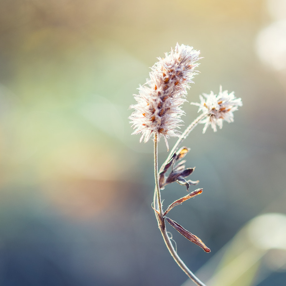 Fujifilm X-Pro1 + Fujifilm XF 60mm F2.4 R Macro sample photo. Toilet brush photography