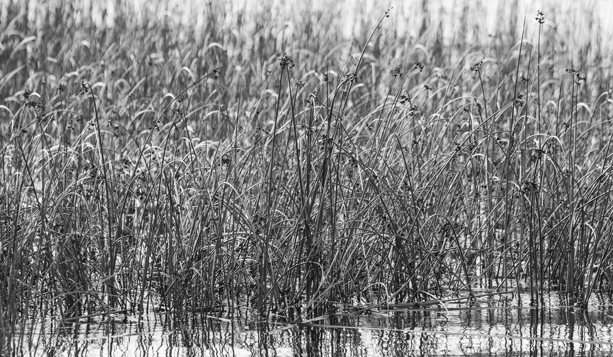 Pentax K-5 sample photo. Rushes photography