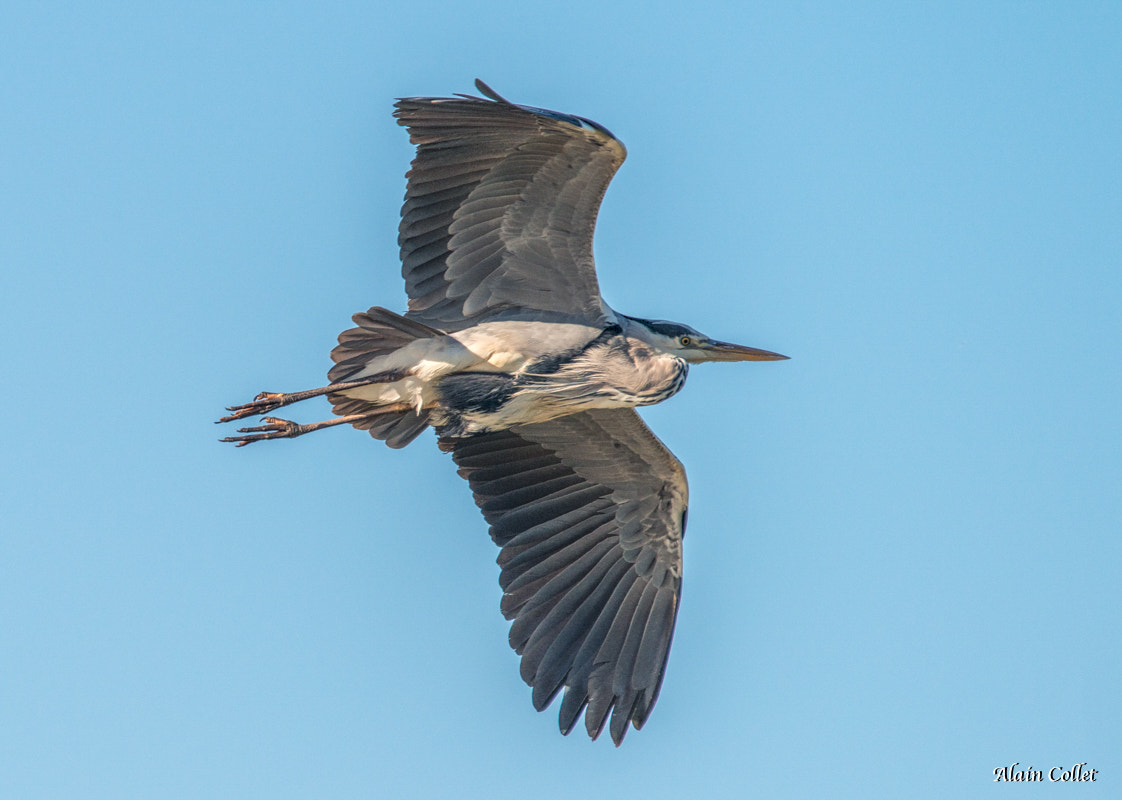 Sigma 150-600mm F5-6.3 DG OS HSM | C sample photo. Héron cendré photography