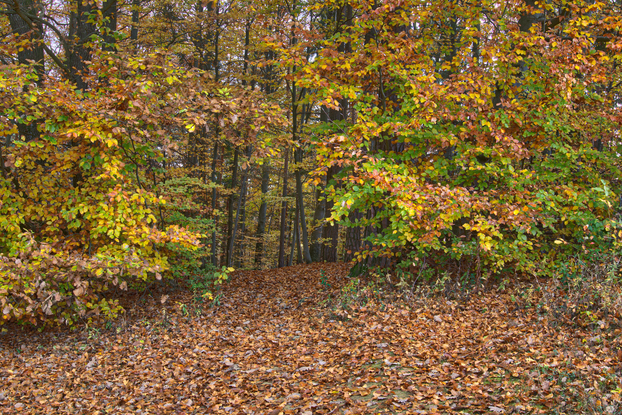 Sigma 24mm F1.4 DG HSM Art sample photo. Loipersdorf photography