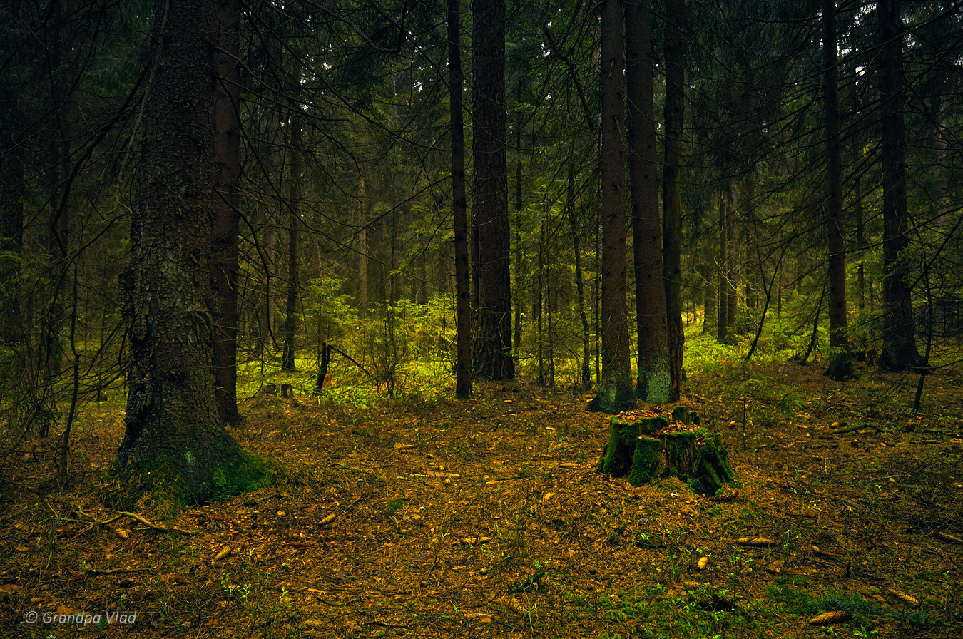 Canon EOS 1100D (EOS Rebel T3 / EOS Kiss X50) sample photo. Green stump... photography