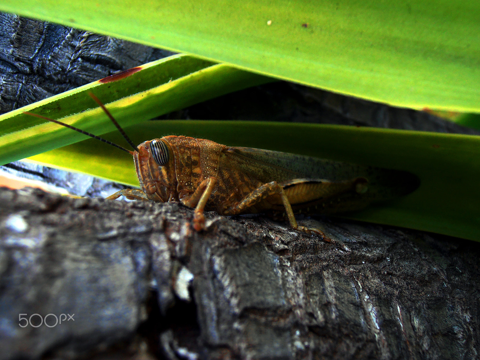 Olympus VR310,D720 sample photo. Grasshopper photography