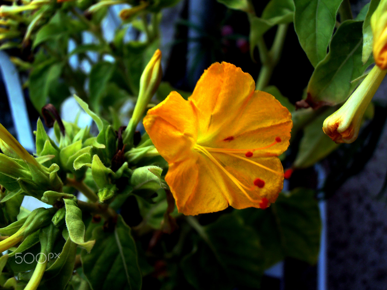 Olympus VR310,D720 sample photo. Mirabilis photography