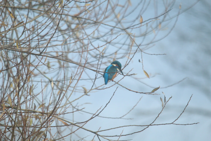Sigma 150-500mm F5-6.3 DG OS HSM sample photo. Img photography