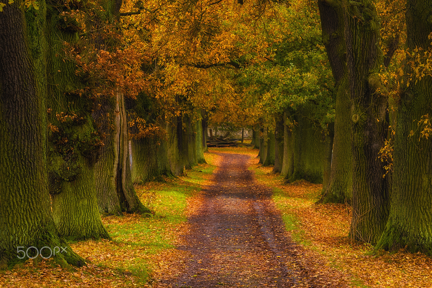 Nikon D750 sample photo. Autumn colours photography